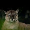 leon.puma.p
