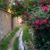 gule_zhyan2