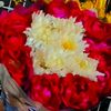 amyjan_123