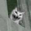 omarajaj240325