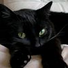 dablooons_cat