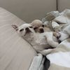 Davehomeofteacuppuppies