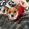 crazydogladyatlanta