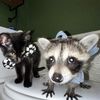 bennyrafaraccoon