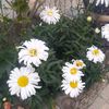 mary_stuf