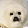 seal4768