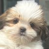 rockytheshihtzu8