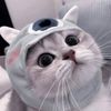 nongphin.tonoy