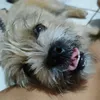luizacotian