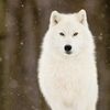 gypsysnowwolf13