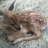 deer1y_