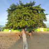 lanhilani
