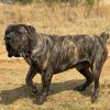 azania_pride_boerboels