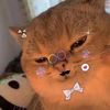 bus_fat.cat.hunter