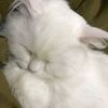 habiba.essam623