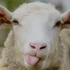 kohomahho