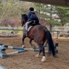 amelia_equestrian