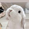bubabunny_