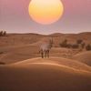 sadok.benmoussa4