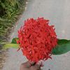 maysha7359