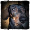 kessy.the.doxie