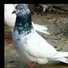 mazharmari7