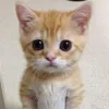 Cục Bông Gòn