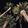 liiw636