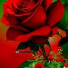 sadiahmed3775
