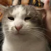 bobopoako73
