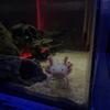 axolotl_family_comuniti