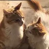 catkobun