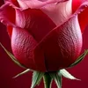 sandradonald95