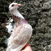 merpati_legendaris