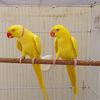 MA Aviary