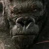 _king__kong__