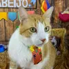 cat_cash09.2