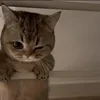 nuuuuratttt