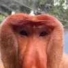 macaco_prego22