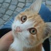 lotfi.2209