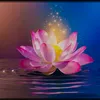 nguyn.minh8758