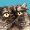 thepetpawt