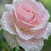 chandrika.rathnay13