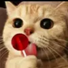 farhan.malik5813