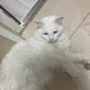chosocho4