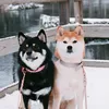 aikoandsuki