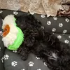 cherniy_tima