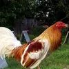 ilisan.bertjoe