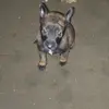 mx.malinois