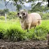eltorito0674